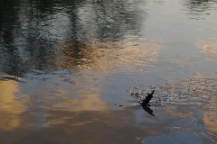 IMGP0511