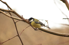 IMGP0902