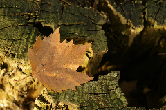 _IGP5669